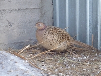 Фазан в Казахстане - Изображение #3, Объявление #735516