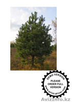 ТОО Best Garant KAZ - Изображение #1, Объявление #750239