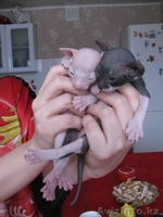 котята донского сфинкса - Изображение #3, Объявление #794522