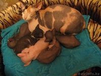 котята донского сфинкса - Изображение #1, Объявление #794522