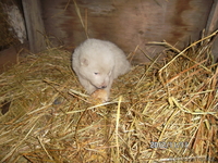 продам щенка алабая - Изображение #1, Объявление #793743