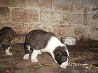 продам щенка алабая - Изображение #4, Объявление #793743