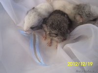 малыши шиншиллы - Изображение #2, Объявление #810579