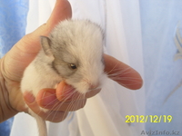 малыши шиншиллы - Изображение #1, Объявление #810579