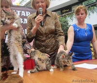 Питомник мейн кунов "KUNKITTI ASTANA" предлагает котят  - Изображение #5, Объявление #847435