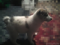 Западно Сибирская  Лайки - Изображение #1, Объявление #869536