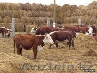телята 100 голов подсосные (бычки) - Изображение #1, Объявление #997490