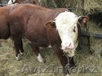 телята 100 голов подсосные (бычки) - Изображение #2, Объявление #997490