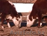 телята 100 голов подсосные (бычки) - Изображение #3, Объявление #997490