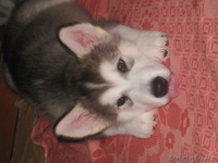 прекрасные щенки аляскинского маламута - Изображение #2, Объявление #1031433