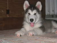 прекрасные щенки аляскинского маламута - Изображение #1, Объявление #1031433
