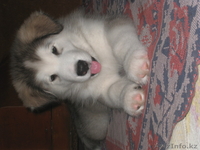 прекрасные щенки аляскинского маламута - Изображение #3, Объявление #1031433