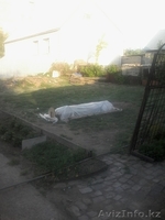 Продам дом г. Павлодар МДС - Изображение #9, Объявление #1092465