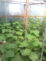 дача сад Энтузиаст - Изображение #2, Объявление #1235593