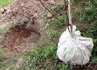 продам саженцы карагач, тополей, берез, джигиды - Изображение #2, Объявление #758870