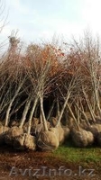 продам саженцы карагач, тополей, берез, джигиды - Изображение #1, Объявление #758870