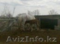 Лошади с жеребятами - Изображение #1, Объявление #1262726