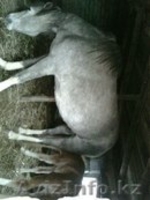 Лошади с жеребятами - Изображение #2, Объявление #1262726