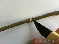 Цитокининовая паста - Изображение #2, Объявление #1264100