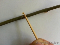 Цитокининовая паста - Изображение #3, Объявление #1264100