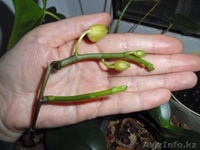 Цитокининовая паста - Изображение #5, Объявление #1264100