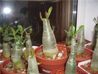 Цитокининовая паста - Изображение #7, Объявление #1264100