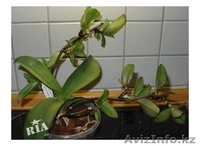 Цитокининовая паста - Изображение #9, Объявление #1264100