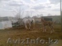 Лошади с жеребятами - Изображение #4, Объявление #1262726