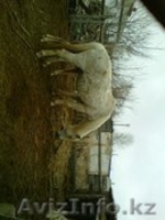 Лошади с жеребятами - Изображение #5, Объявление #1262726