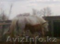 Лошади с жеребятами - Изображение #6, Объявление #1262726