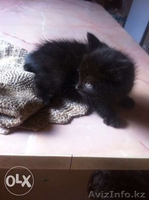 Отдам  котика в хорошие руки 1,5 месяца - Изображение #3, Объявление #1320521