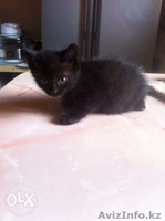 Отдам  котика в хорошие руки 1,5 месяца - Изображение #1, Объявление #1320521