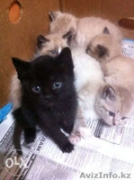 Отдам  котика в хорошие руки 1,5 месяца - Изображение #2, Объявление #1320521