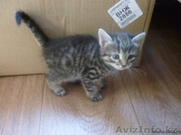 Отдаем даром домашних котят рыжие и серенькая. - Изображение #2, Объявление #1348935