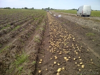 Семенная картошка - Изображение #2, Объявление #1444698