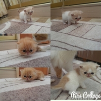 Продам котят экзотической породы - Изображение #1, Объявление #1439658