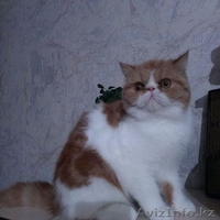 Продам котят экзотической породы - Изображение #2, Объявление #1439658