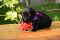 Щеночки Кане Корсо - Изображение #2, Объявление #1455467