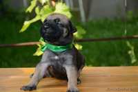 Щеночки Кане Корсо - Изображение #1, Объявление #1455467