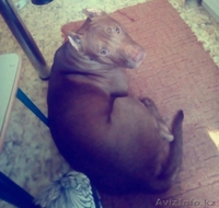 Пит бульчик продаю смотрите срочно - Изображение #2, Объявление #1557770