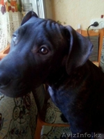 Пит бульчик продаю смотрите срочно - Изображение #1, Объявление #1557770