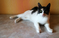 Отдам кошечку 6 месяцев. Очень активная, непосредственная красотка. К лотку приу - Изображение #2, Объявление #1595155