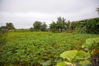 Продам дачу садоводство сосновый бор - Изображение #2, Объявление #1595151