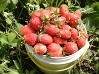 продается прекрасная дача - Изображение #9, Объявление #1601253