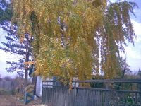 продается прекрасная дача - Изображение #10, Объявление #1601253