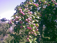 продается прекрасная дача - Изображение #2, Объявление #1601253