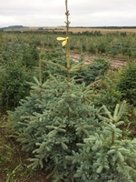 Продажа елей голубых - Изображение #3, Объявление #1617862