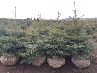 Продажа елей голубых - Изображение #2, Объявление #1617862