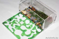 Муравьиная ферма (Формикарий) - Изображение #3, Объявление #1632600