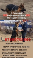 Пропала овчарка! вознаграждение! - Изображение #3, Объявление #1654347
